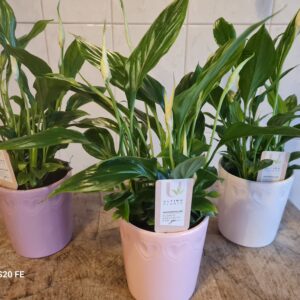 Mums Peace Lily in Glazed Ceramic