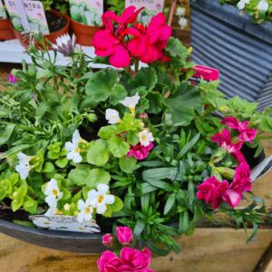 Outdoor Planted Bowl