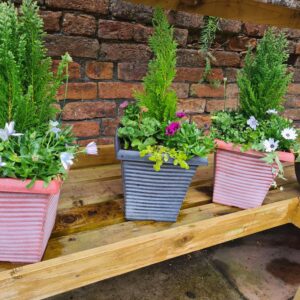 Planted Tall Container